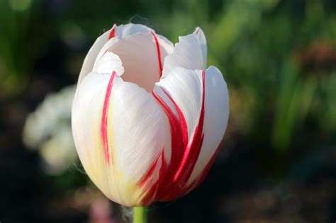 Plan rapproché d'une tulipe White Flag éclatante de blancheur avec son feuillage vert tendre