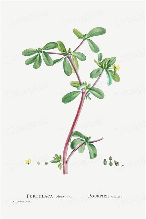 Illustration botanique du Portulaca oleracea montrant ses feuilles charnues et ses tiges rougeâtres