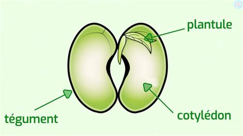 Schéma comparatif montrant l'efficacité du paillage contre la germination des adventices