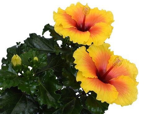 Hibiscus d'intérieur en pot avec feuillage dense