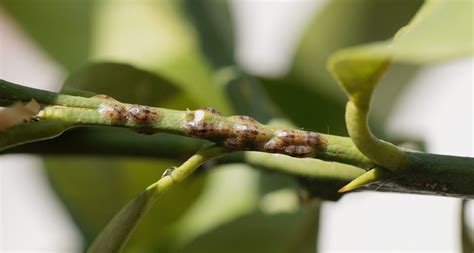 Feuilles de citronnier présentant des cochenilles