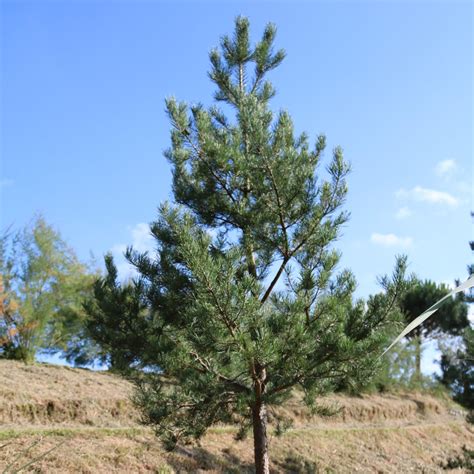 Détail d'un travail de ligature sur un Pinus sylvestris