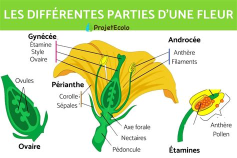 Schéma des différentes parties d'une fleur de courge (mâle et femelle)