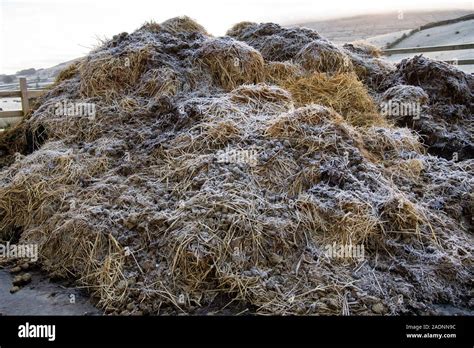 Tas de fumier de cheval en cours de décomposition dans un potager