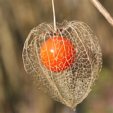 Illustration de l'amour en cage avec ses calices orange caractéristiques