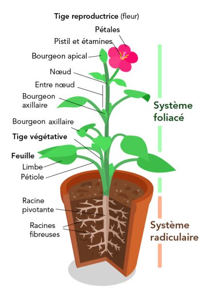 Schéma des différentes parties de la plante Physalis alkekengi