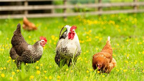 Animaux de la ferme : poules, lapins, ânes