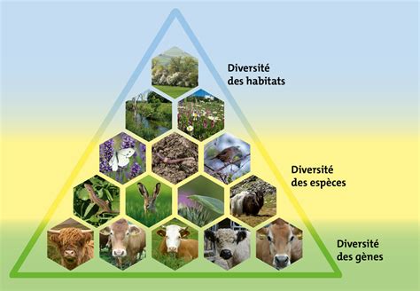 Diversité d'animaux auxiliaires au jardin