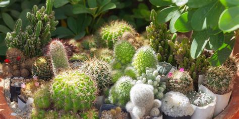 Cactus en pot après un rempotage réussi