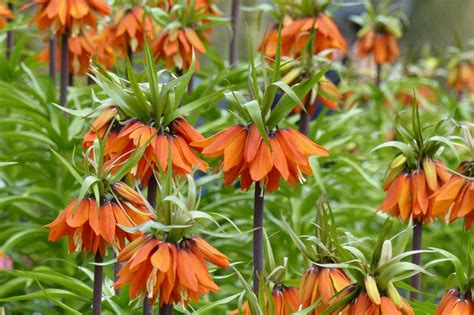 Fritillaire impériale aux fleurs orange