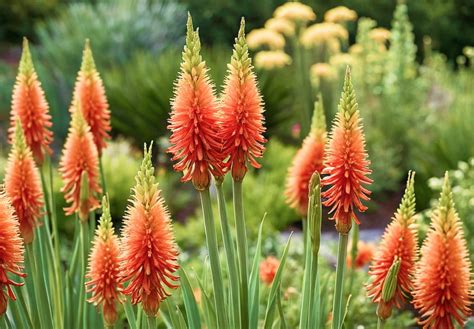 Kniphofia en pleine floraison orange