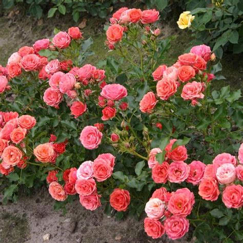 Rosiers nains en pleine terre
