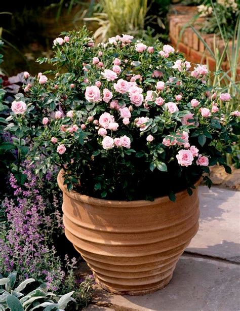 Rosier nain sur un balcon