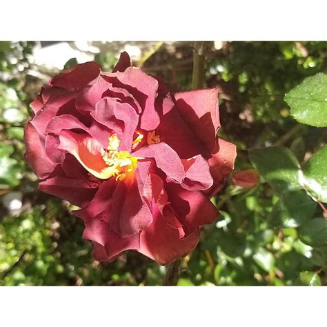 Rosier Eddy Mitchell en fleur