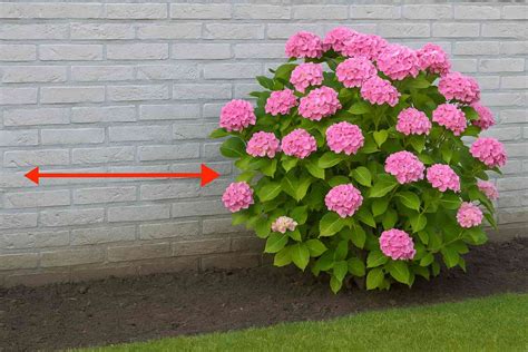 Schéma illustrant la distance recommandée entre un hortensia et un mur