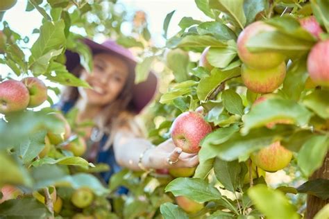 Un agriculteur récoltant des fruits dans un verger