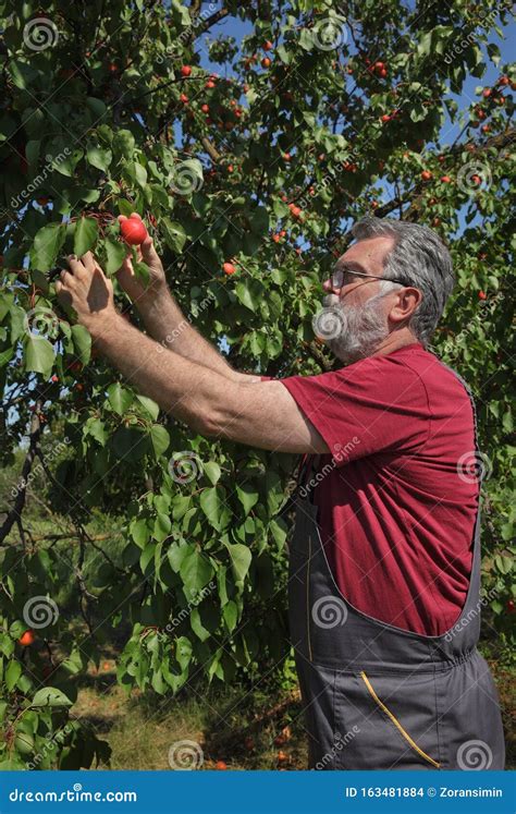 Un cueilleur examinant la maturité des fruits sur un arbre