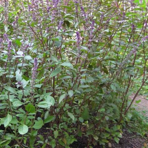 Illustration of Ocimum kilimandscharicum, also known as Kenya Basil, showcasing its distinctive leaves and flowers