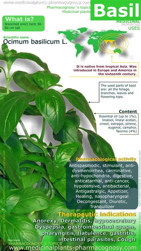 Infographic detailing the traditional medicinal uses of Kenya Basil in East Africa