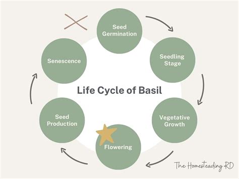 Diagram illustrating the life cycle and perennial nature of Kenya Basil compared to annual basil