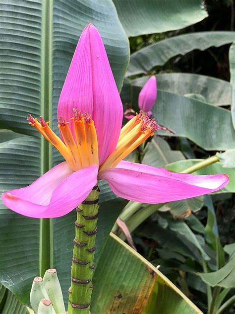 Bananier en fleur