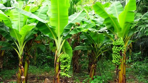 Variétés de bananiers