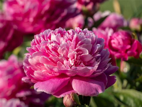 Pivoine arbustive en pleine floraison