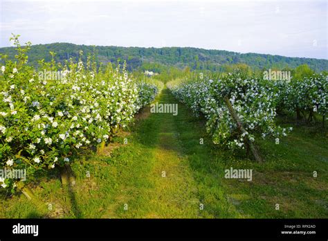 Vergers de pommiers à cidre en fleur