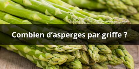 Schéma illustrant la structure d'une griffe d'asperge et sa plantation en tranchée