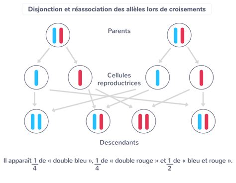 Diagramme des croisements génétiques possibles du citron rouge