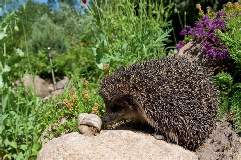 Hérisson dans un jardin fleuri