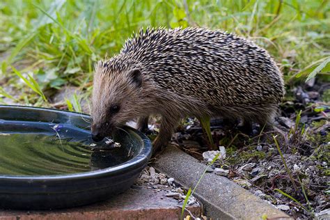 Gamelle d'eau peu profonde pour hérisson