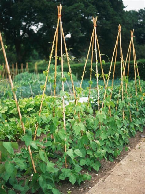 Schéma de support pour haricots grimpants (treillis, tipis)