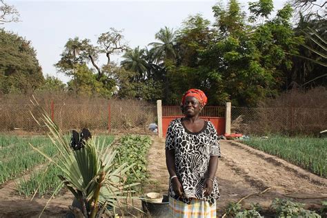 Maraîchage au Sénégal