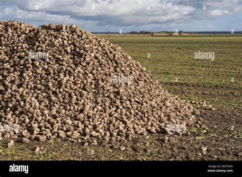 Champ de betteraves à sucre prêt pour la récolte