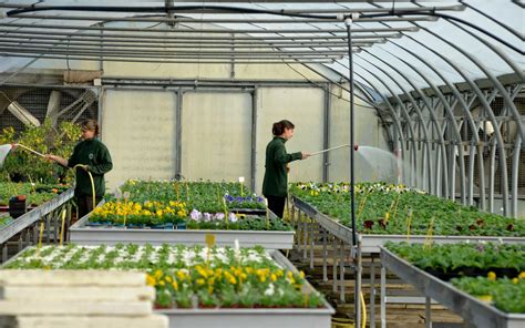 Serres horticoles avec des jeunes pousses en cours de culture