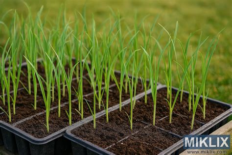 Jeunes plants de légumes prêts à être repiqués
