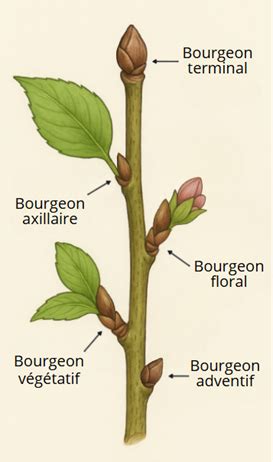 Diagramme expliquant la différence entre bourgeon à fleurs et bourgeon à bois