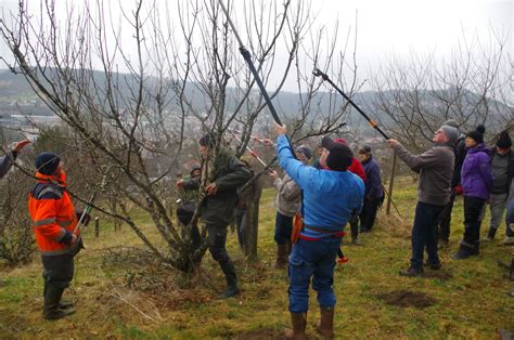 Ensemble d'outils de taille pour arbres fruitiers