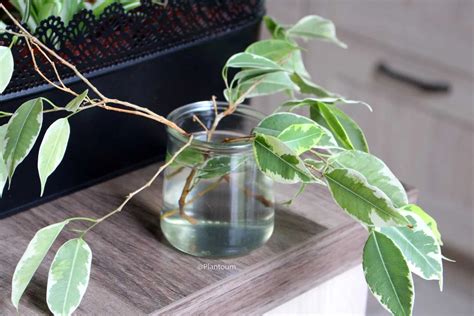 Image d'un Ficus Benjamina bouturé dans un verre d'eau