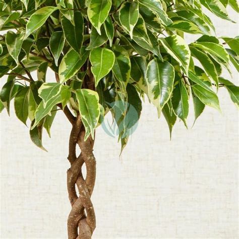 Photo d'un bonsaï de Ficus Benjamina avec son tronc tressé