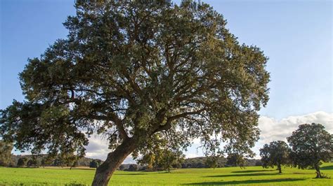Chêne vert dans la garrigue
