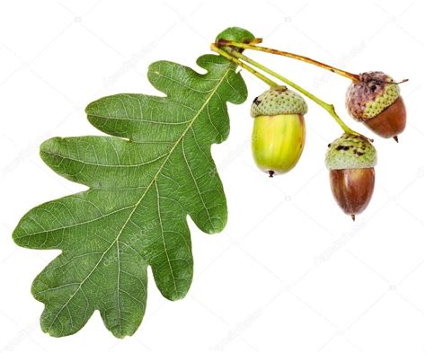 Feuilles et glands du Chêne vert