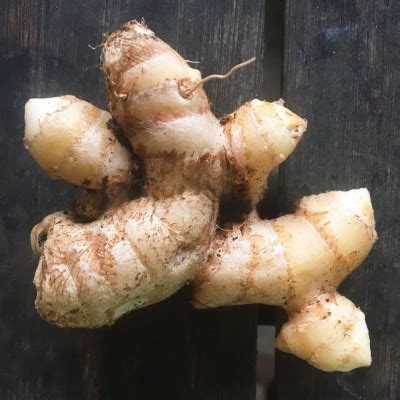 Plan détaillé du rhizome de gingembre montrant les nœuds et les bourgeons germés