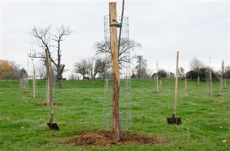 Arbre fruitier haute-tige dans un verger