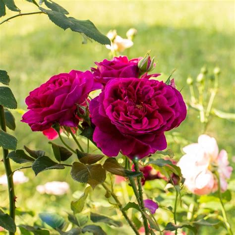 Illustration d'un rosier 'Reine des Violettes' en pleine floraison avec des nuances de violet