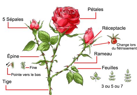 Diagramme illustrant la structure d'un rosier et ses différentes parties