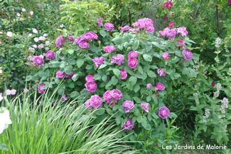 Exemple d'aménagement paysager avec un rosier 'Reine des Violettes' grimpant sur un obélisque