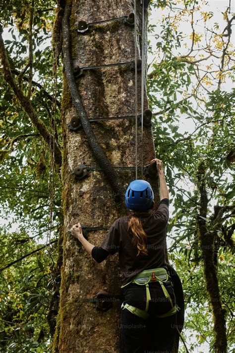personne grimpant à un arbre