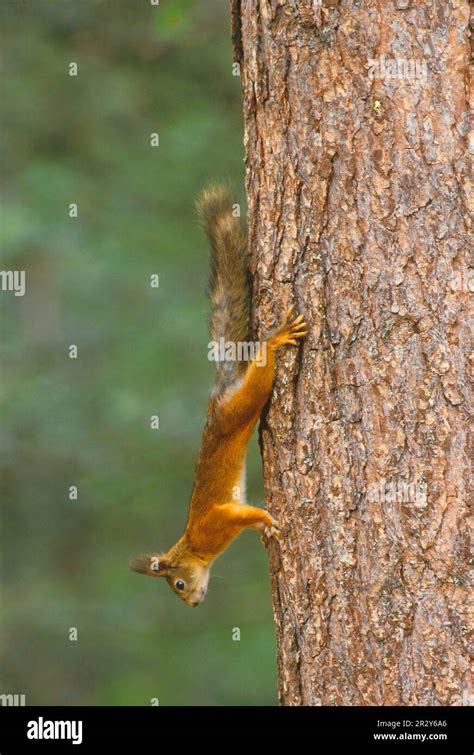 animaux grimpant aux arbres